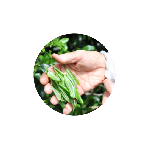 tea-leaf